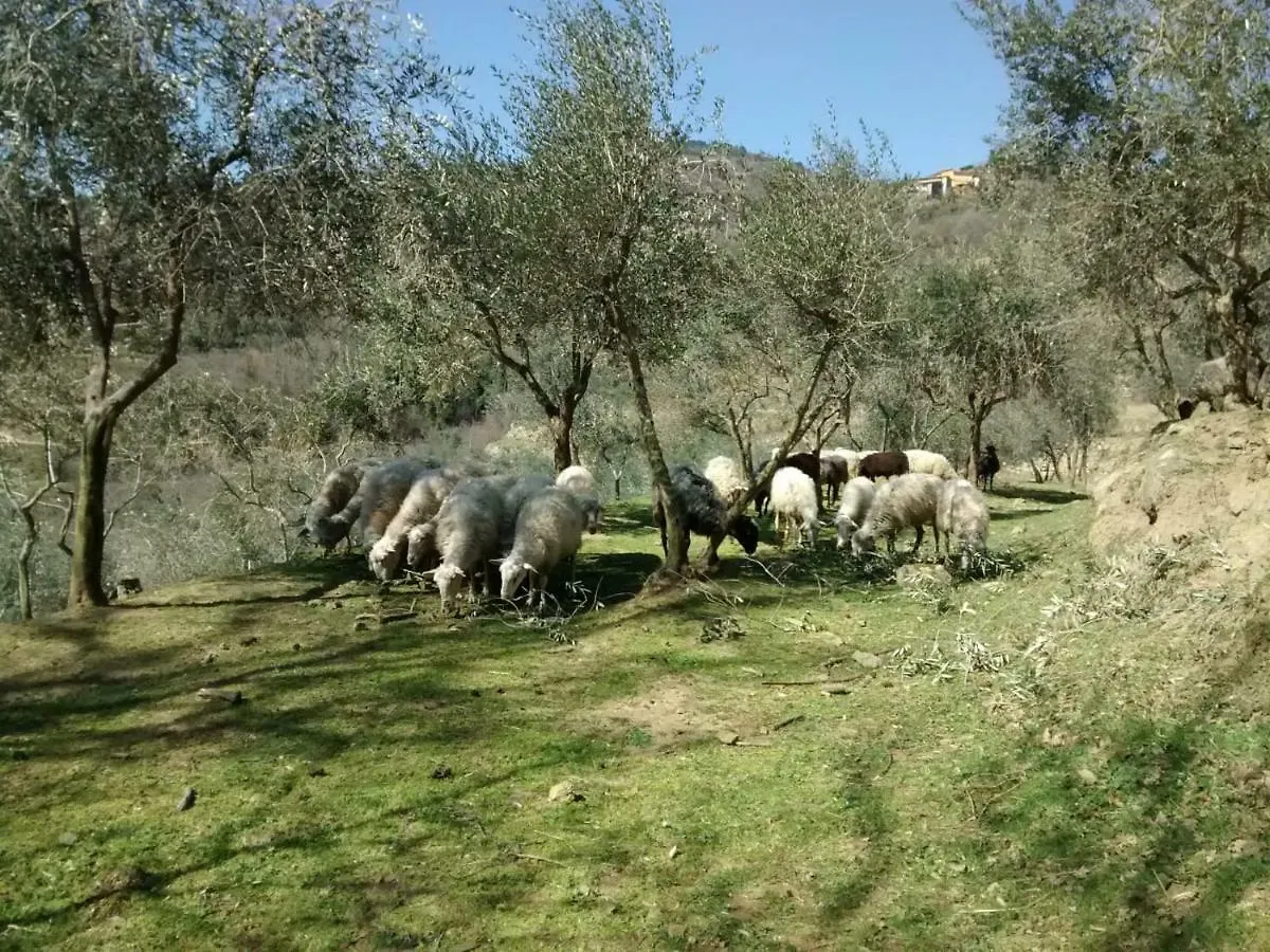 Agriturismo Borgo Mocale Villa Castelfranco di Sopra Farm stay